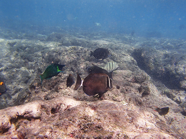 Hanauma Bay